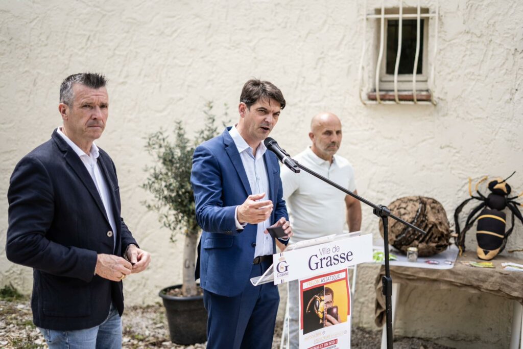 Frelon Asiatique Officiel du Pays de Grasse