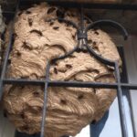 Nid de frelon massif dans l'alcove d'une fenêtre du 06