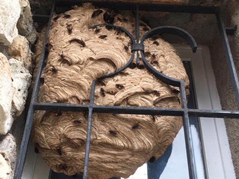 Nid de frelon massif dans l'alcove d'une fenêtre du 06