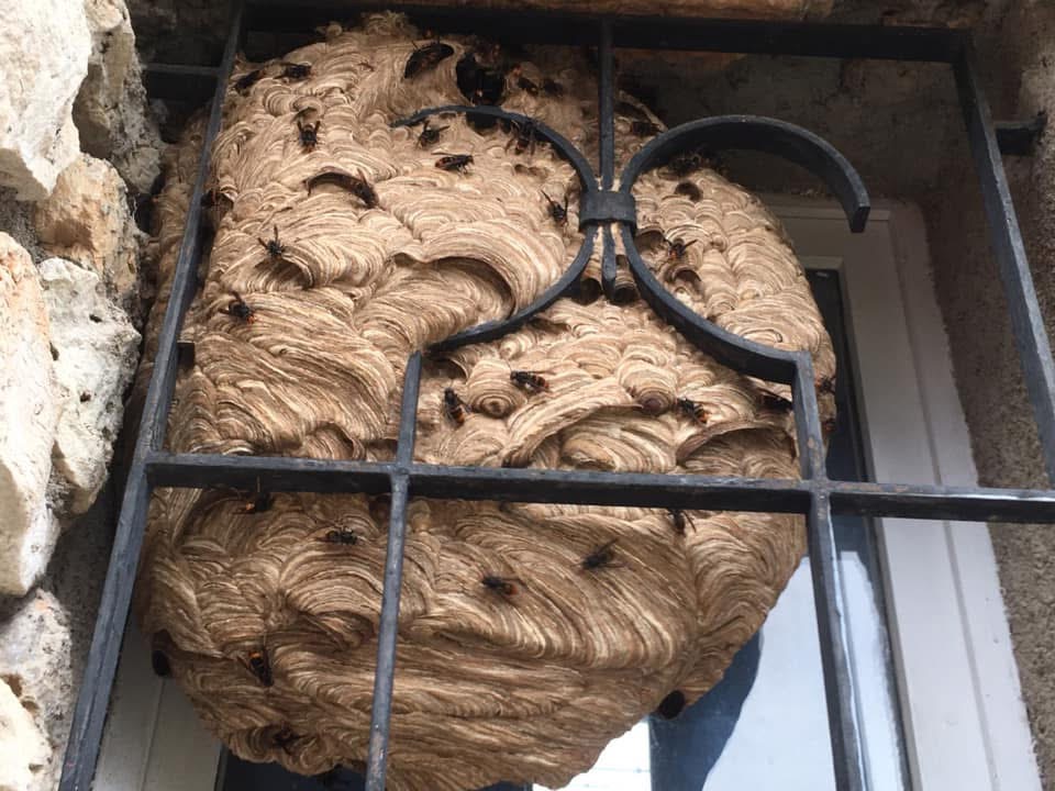 Nid de frelon massif dans l'alcove d'une fenêtre du 06