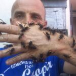 Photo de Marc Rebuffo avec des frelons en train de se nourir sur sa main 4