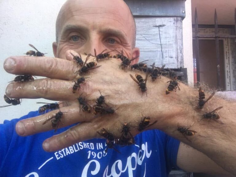Photo de Marc Rebuffo avec des frelons en train de se nourir sur sa main 4