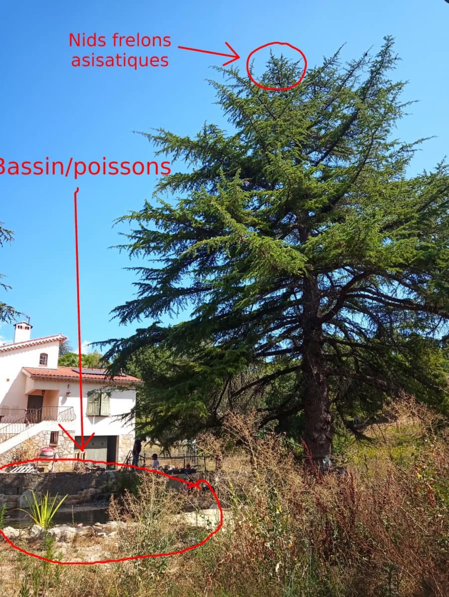 Photo d'un bassin naturel à protéger dans le cadre de la destruction d'un nid de frelon dans la cime d'un arbre proche schéma