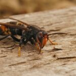 Closeup of the invaside and agressive Asian hornet insect