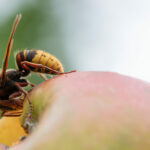 Macro view of a hornet on an apple