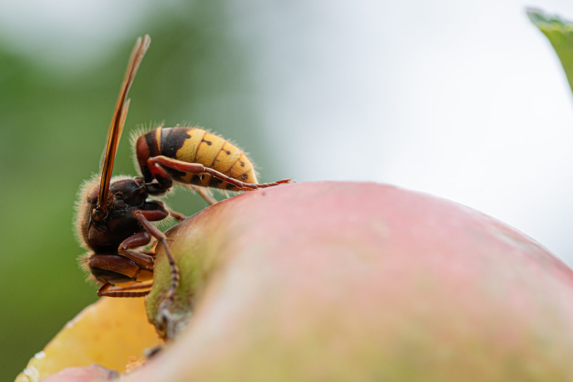 Macro view of a hornet on an apple