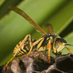 Wasp Polistes bischoffi ( Weyrauch, 1937 )