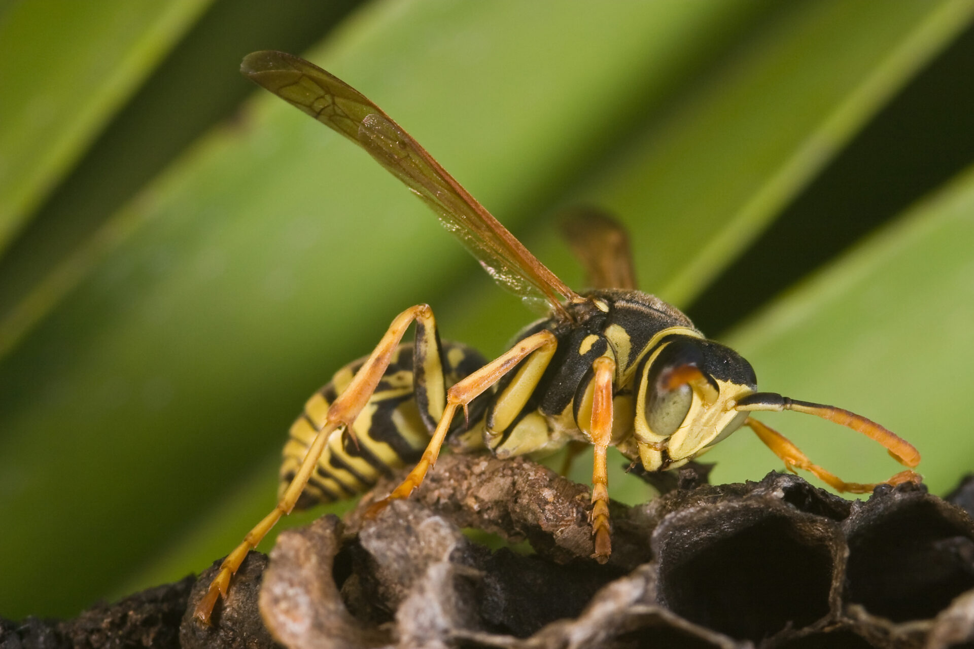 Wasp Polistes bischoffi ( Weyrauch, 1937 )