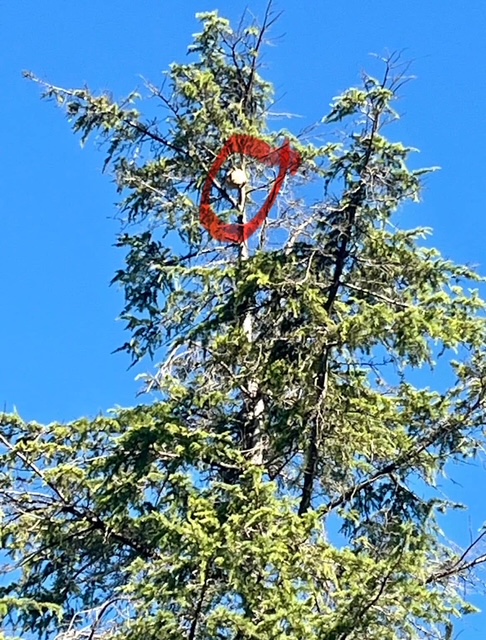 nid de frelon asiatique en haut d'un arbre 2