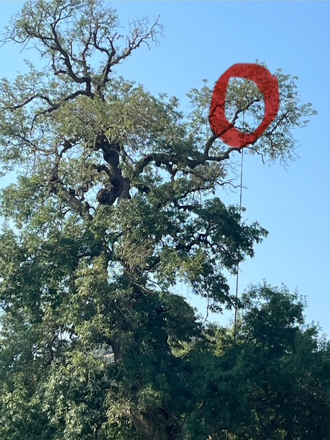 nid de frelon asiatique en haut d'un arbre destruction du nid à l'aide d'une perche 2
