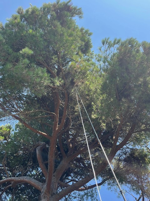 nid de frelon asiatique en haut d'un arbre destruction du nid à l'aide d'une perche